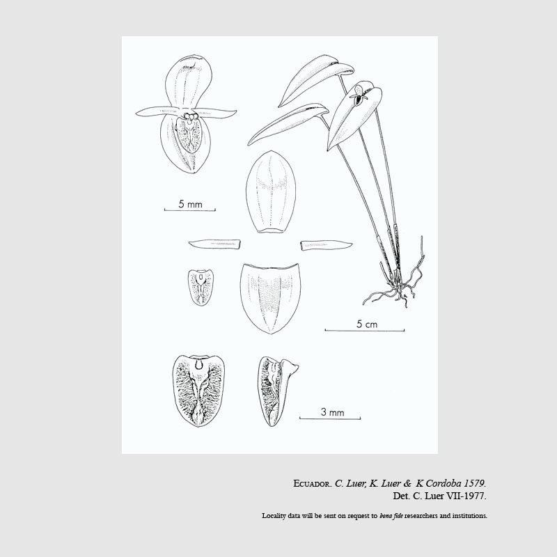 Pleurothallis geographica